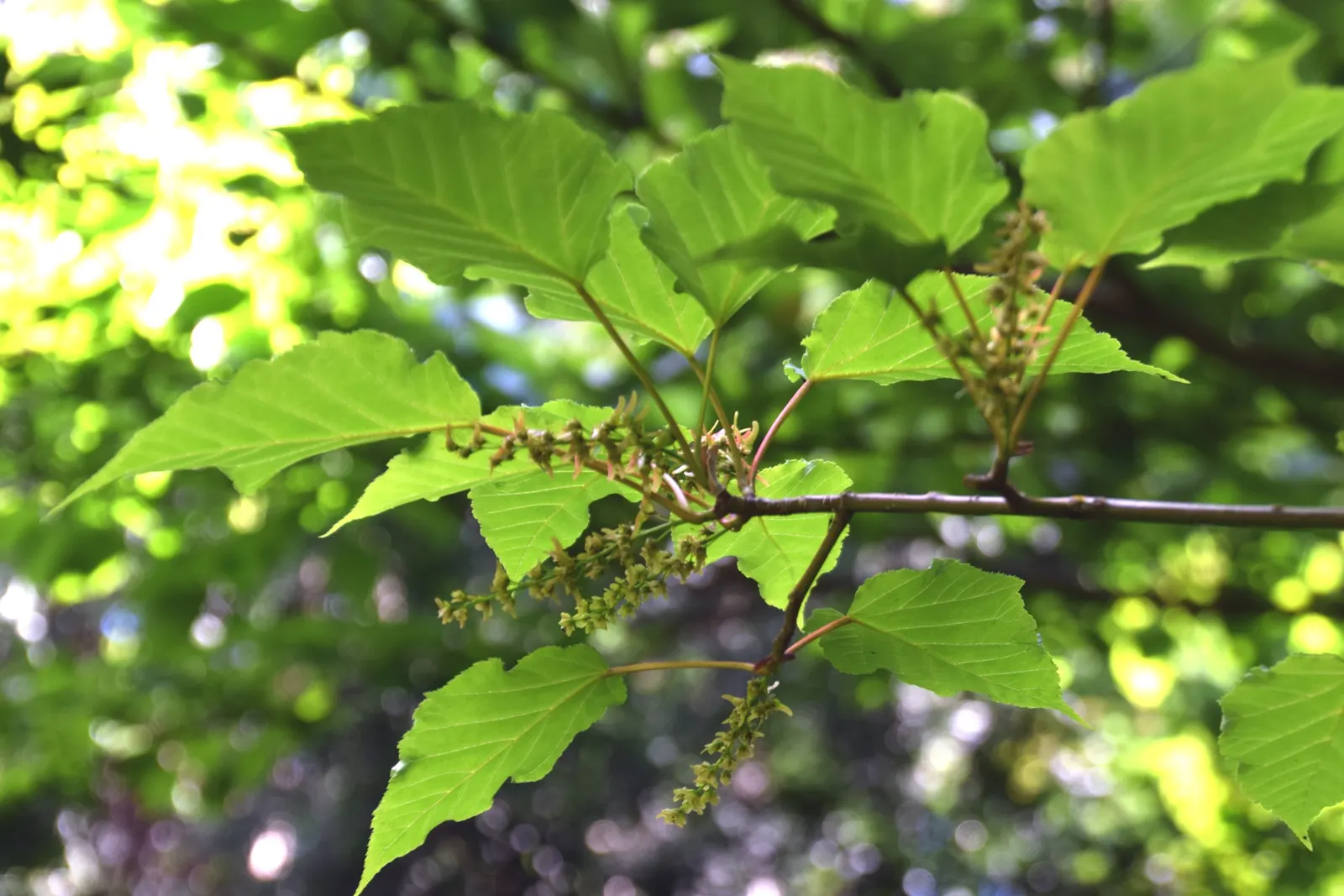 David's Maple (Acer Davidii) — David's Maple creates a broadly oval to rounded silhouette; yielding to scarlet and yellow hues in fall