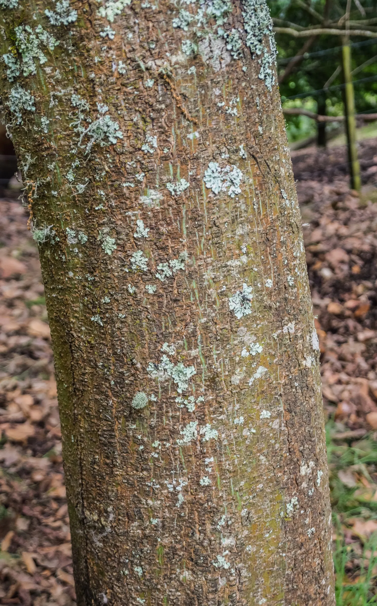 David's Maple (Acer Davidii) — it benefits from full sun to partial shade exposure
