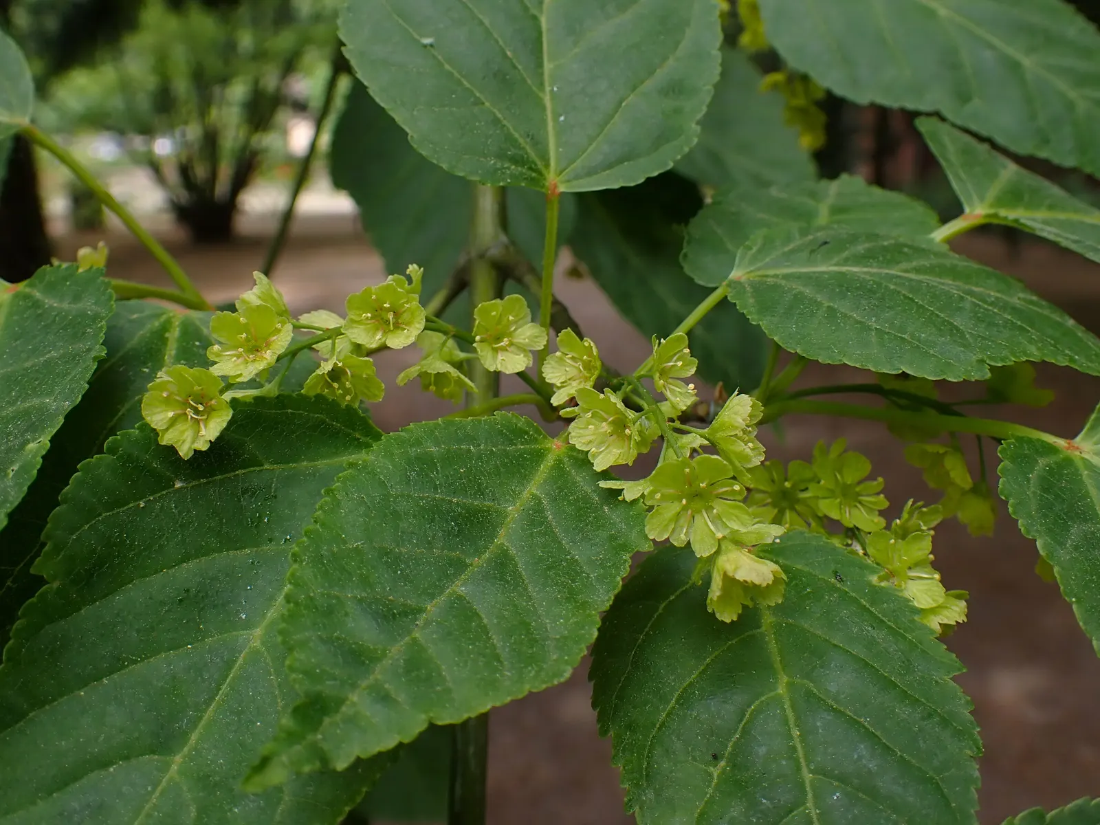 David's Maple (Acer Davidii) — Prefers partial to full sun; ideal in USDA Zones 5-7, it matures to around 20-30 feet tall and wide, creating a, image 48
