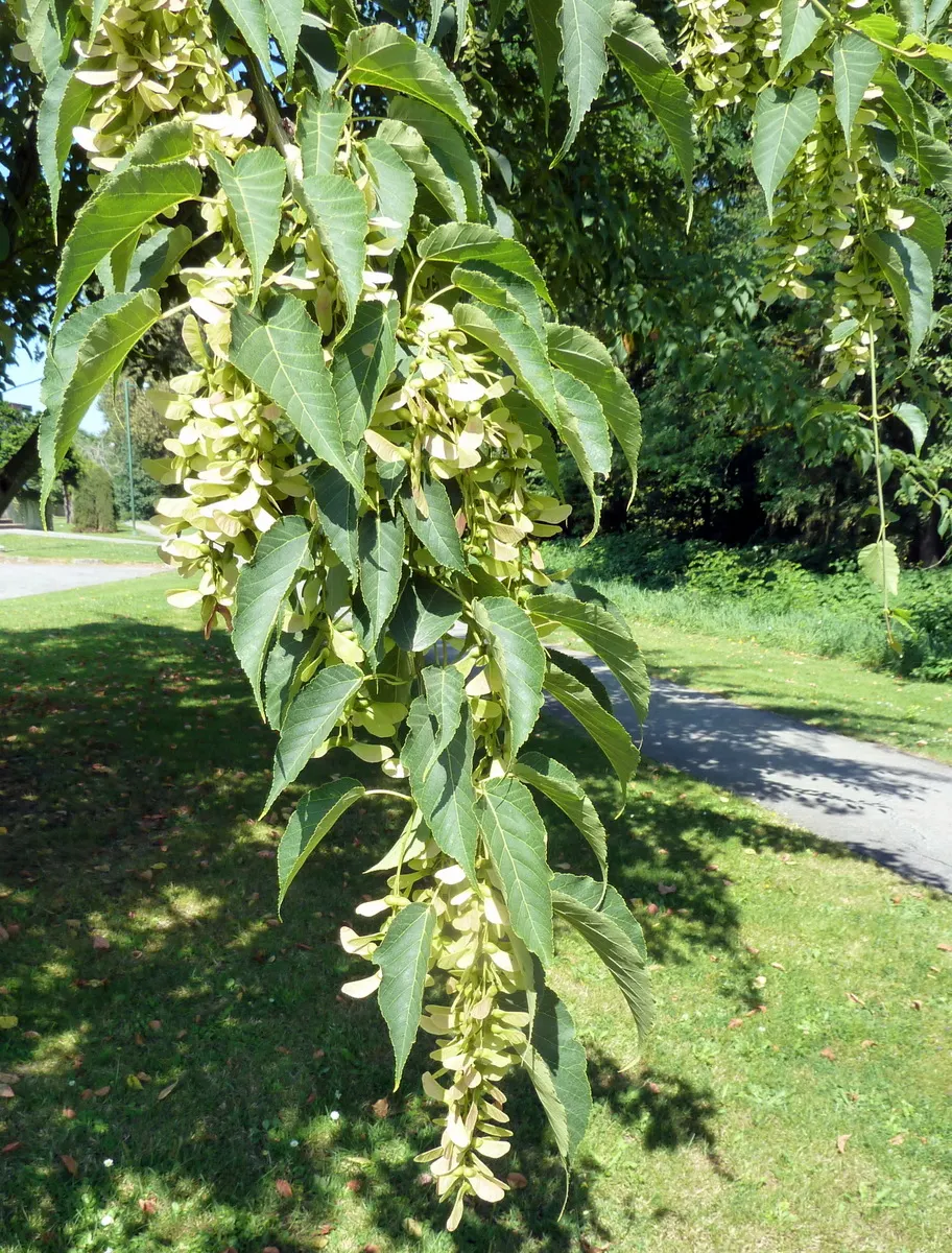 David's Maple (Acer Davidii) — green-striped bark and elegant; named after Father Armand David