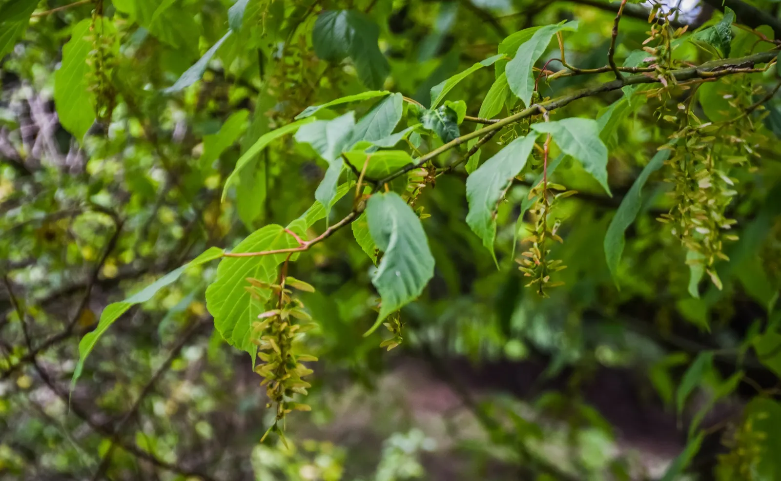 David's Maple (Acer Davidii) — who first introduced it to Western gardens