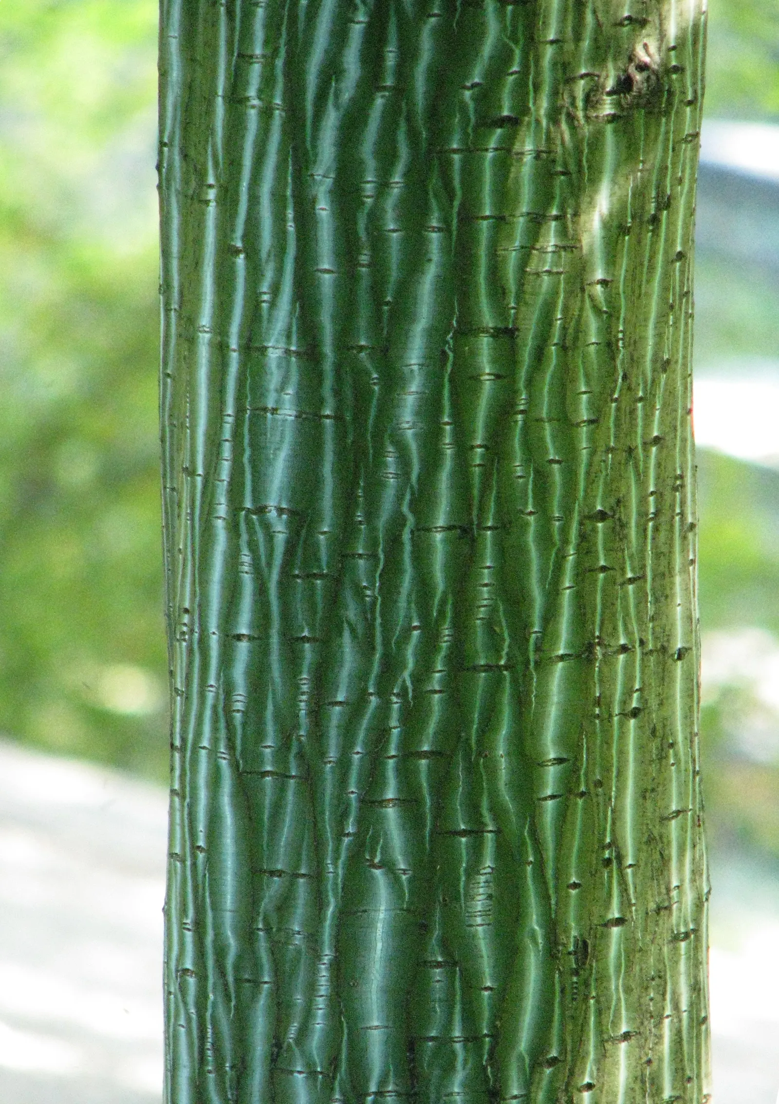 David's Maple (Acer Davidii) — its delicate foliage unfurls in a vibrant green; is an exquisite deciduous tree that adds a splash of elegance and texture to