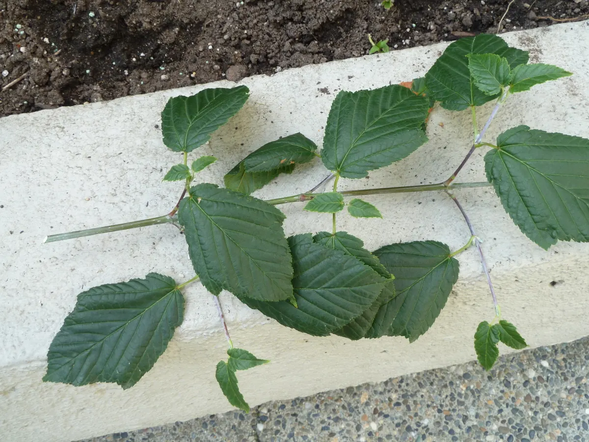David's Maple (Acer Davidii) — Ideal in USDA Zones 5-7, it matures to around 20-30 feet tall and wide, creating a rounded canopy; the foliage, image 47