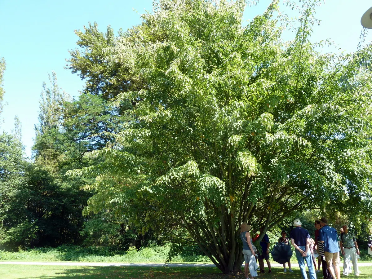 David's Maple (Acer Davidii) — followed by inconspicuous flowers; small yellow flowers emerge