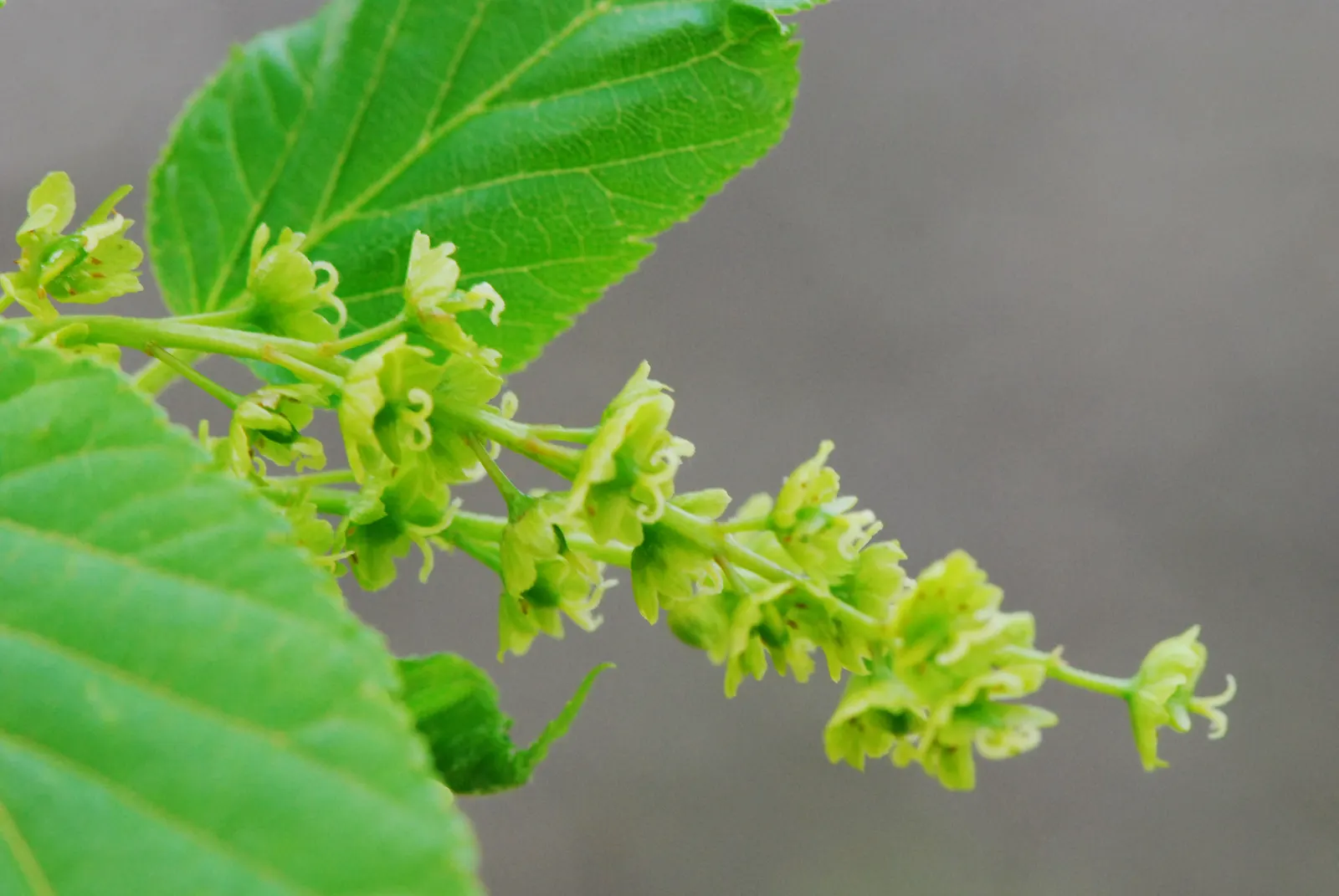 David's Maple (Acer Davidii) — is an exquisite deciduous tree that adds a splash of elegance and texture to any landscape design; is a striking, image 54