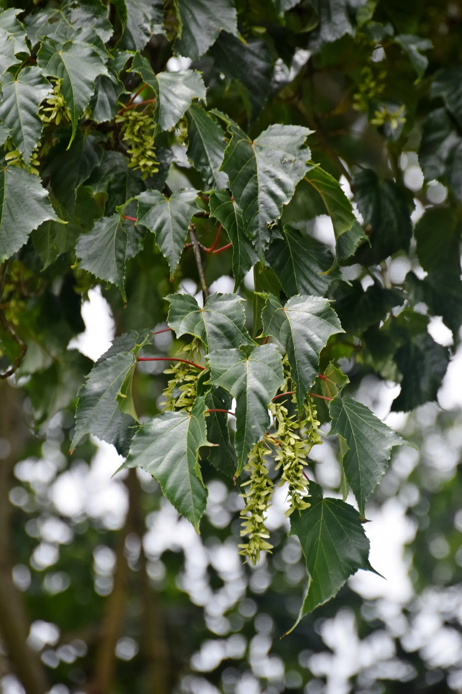 David's Maple (Acer Davidii) — The foliage steals the show in autumn when leaves turn a vibrant mix of yellow