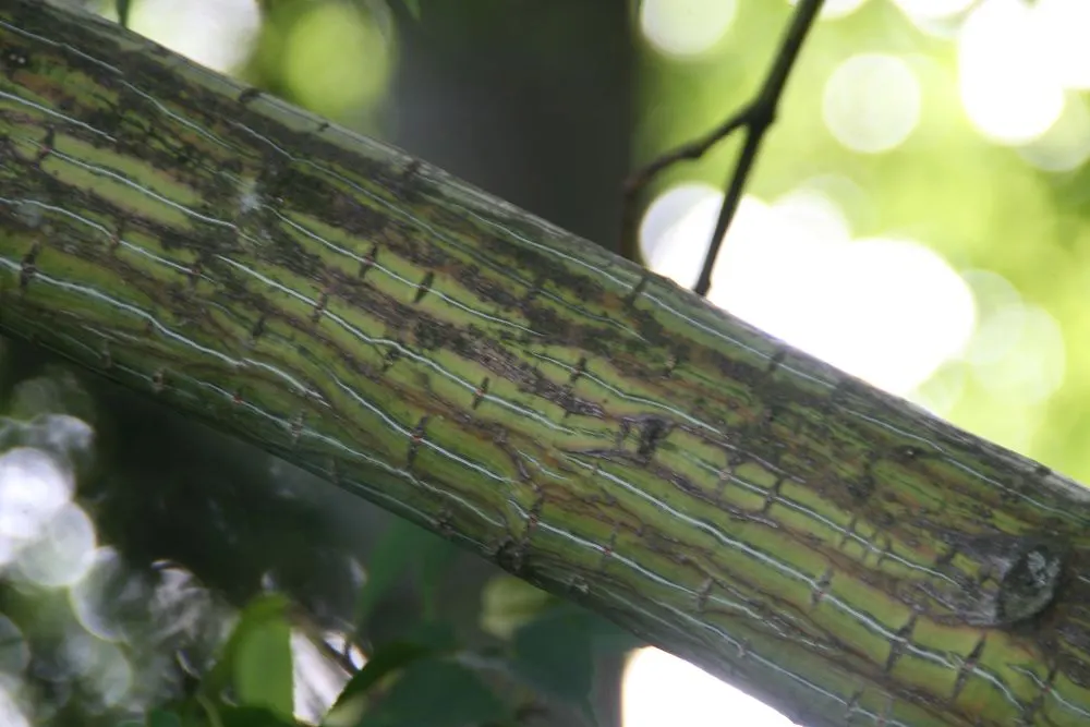 David's Maple (Acer Davidii) — tree for half or shade