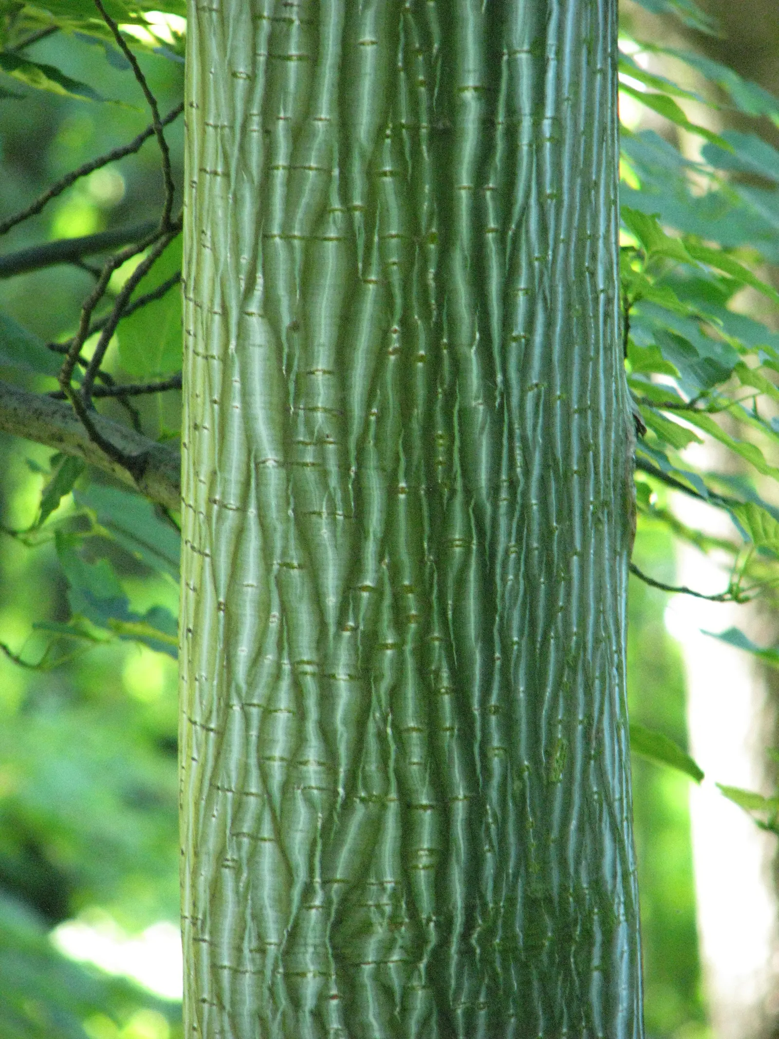 David's Maple (Acer Davidii) — is a striking deciduous tree revered for its smooth; prefers partial to full sun