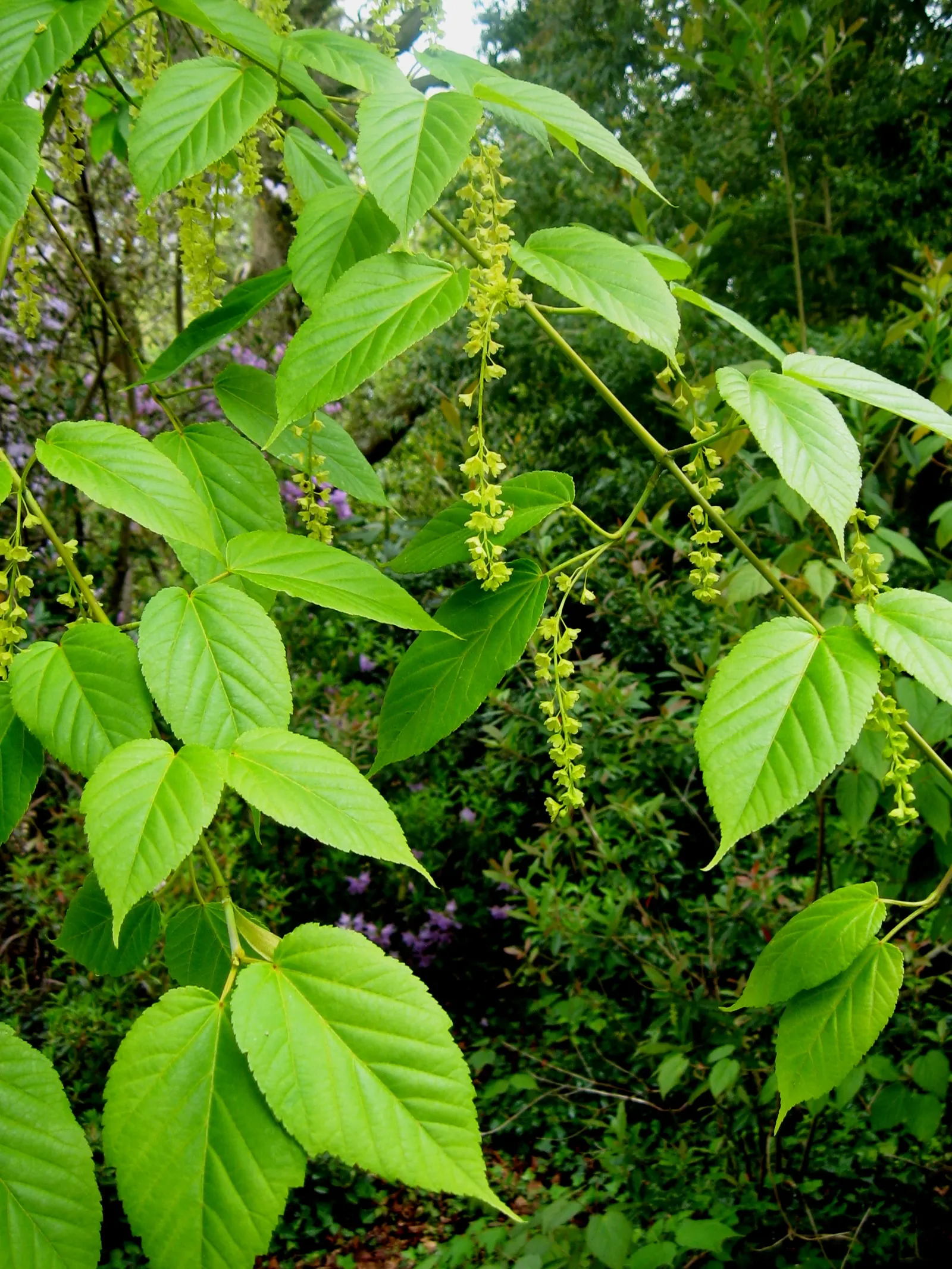 David's Maple (Acer Davidii) — it benefits from full sun to partial shade exposure; its delicate foliage unfurls in a vibrant green