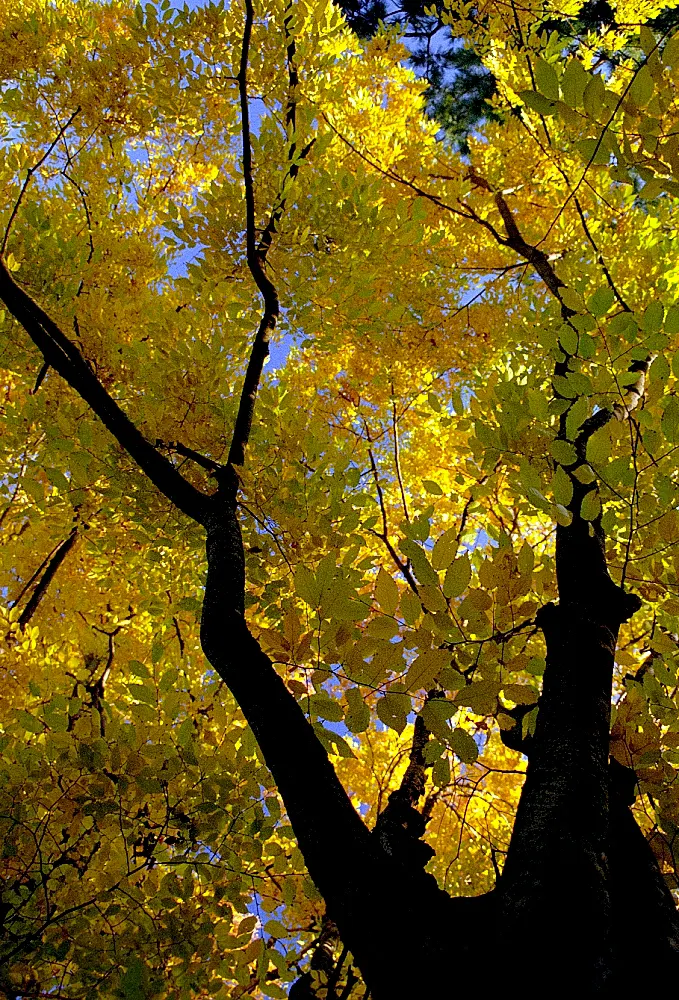 David's Maple (Acer Davidii) — It thrives in USDA Hardiness Zones 6 through 8, preferring well-drained, slightly acidic to neutral soil; david's, image 59
