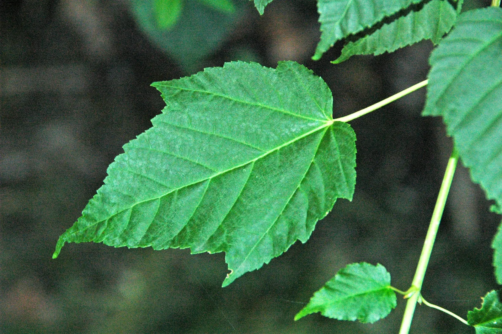David's Maple (Acer Davidii) — Ideal in USDA Zones 5-7, it matures to around 20-30 feet tall and wide, creating a rounded canopy; the foliage steals the show