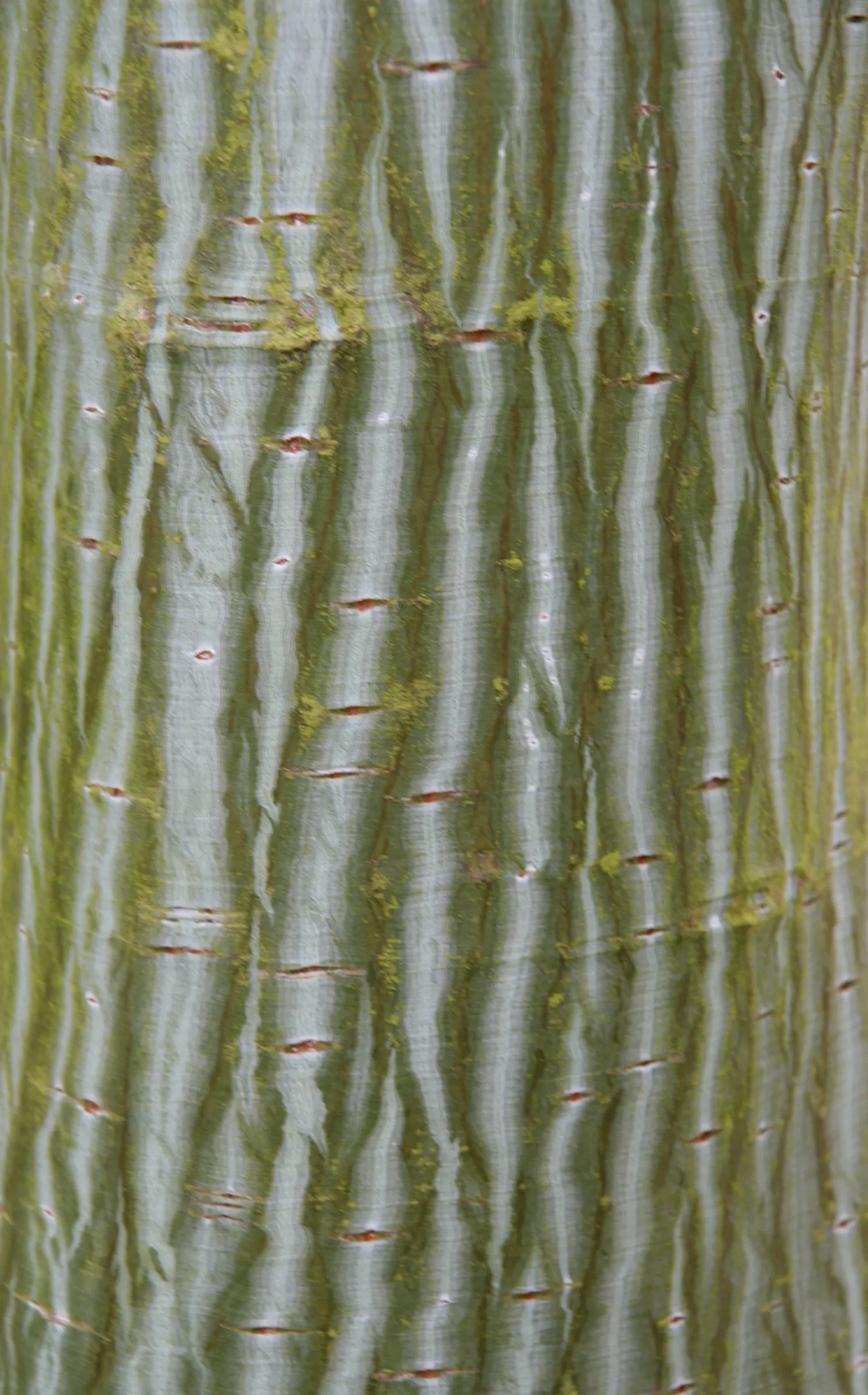 David's Maple (Acer Davidii) — green-striped bark and elegant