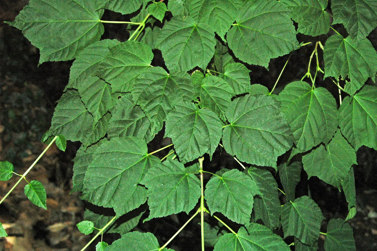 David's Maple (Acer Davidii) — Moderate water requirements make it moderately drought-tolerant once established.<br><br>In spring
