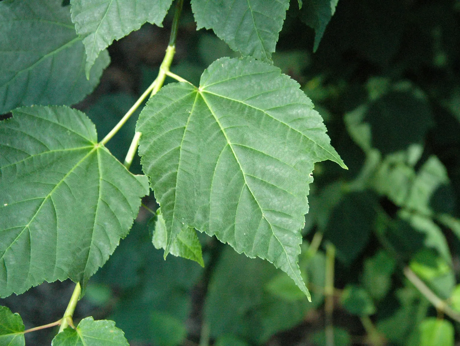 David's Maple (Acer Davidii) — Named after Father Armand David