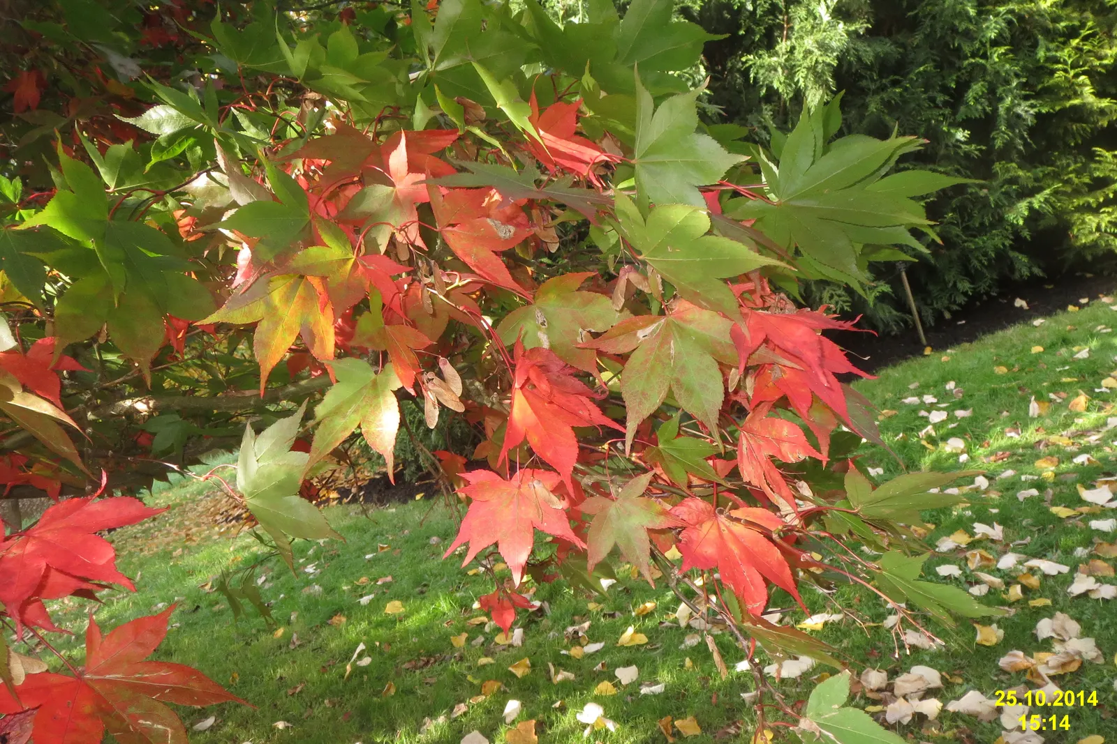 David's Maple (Acer Davidii) — commonly known as David's Maple; moderate water requirements make it moderately drought-tolerant once established.<br><br>In