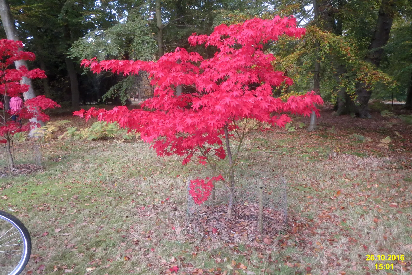 David's Maple (Acer Davidii) — Prefers partial to full sun; ideal in USDA Zones 5-7, it matures to around 20-30 feet tall and wide, creating a rounded canopy