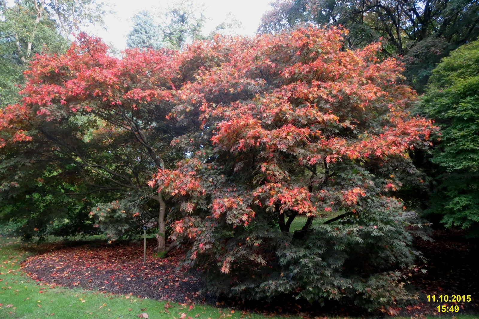 David's Maple (Acer Davidii) — Moderate water requirements make it moderately drought-tolerant once established.<br><br>In spring; this maple is usually free