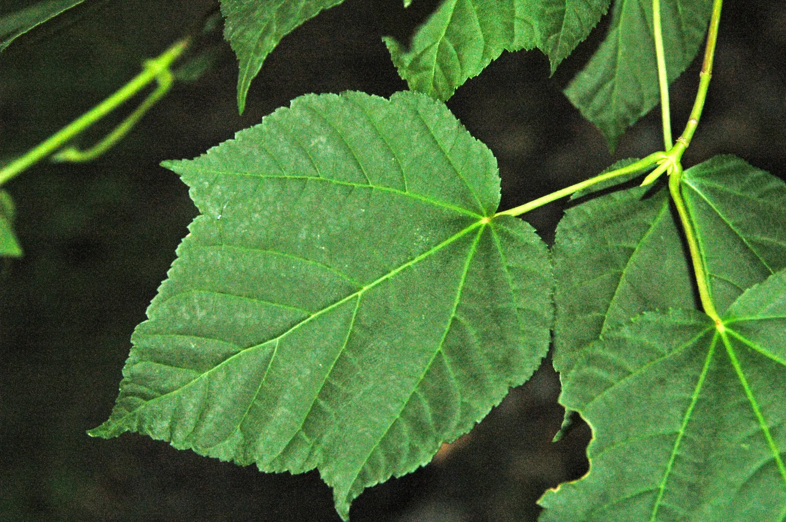 David's Maple (Acer Davidii) — is an exquisite deciduous tree that adds a splash of elegance and texture to any landscape design; is a striking deciduous tree