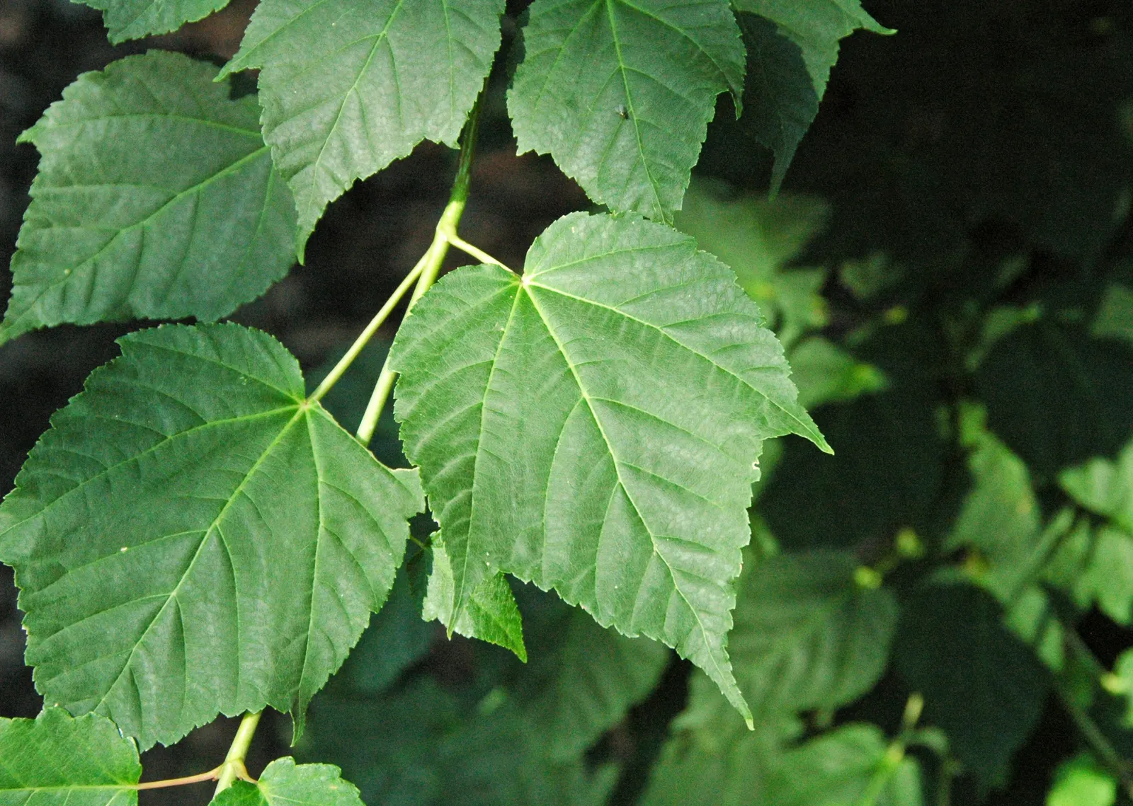 David's Maple (Acer Davidii) — It thrives in USDA Hardiness Zones 6 through 8, preferring well-drained, slightly acidic to neutral soil; david's Maple creates