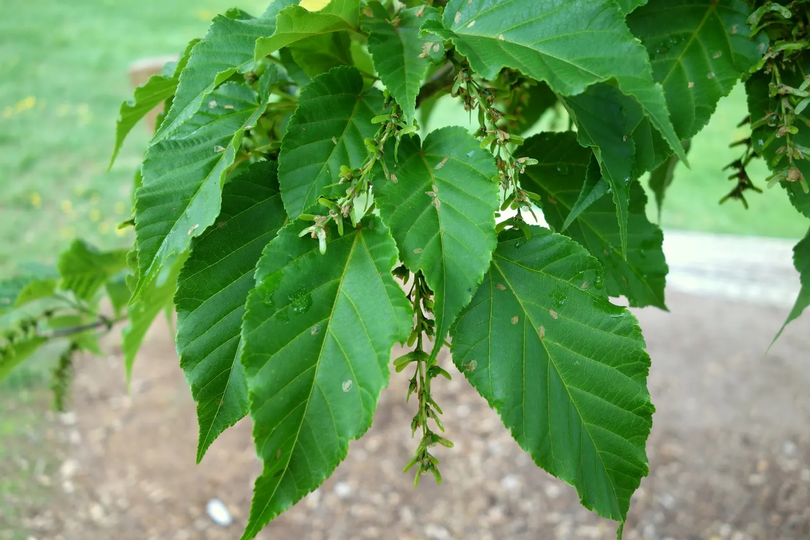 David's Maple (Acer Davidii) — This maple is usually free from serious pests and diseases
