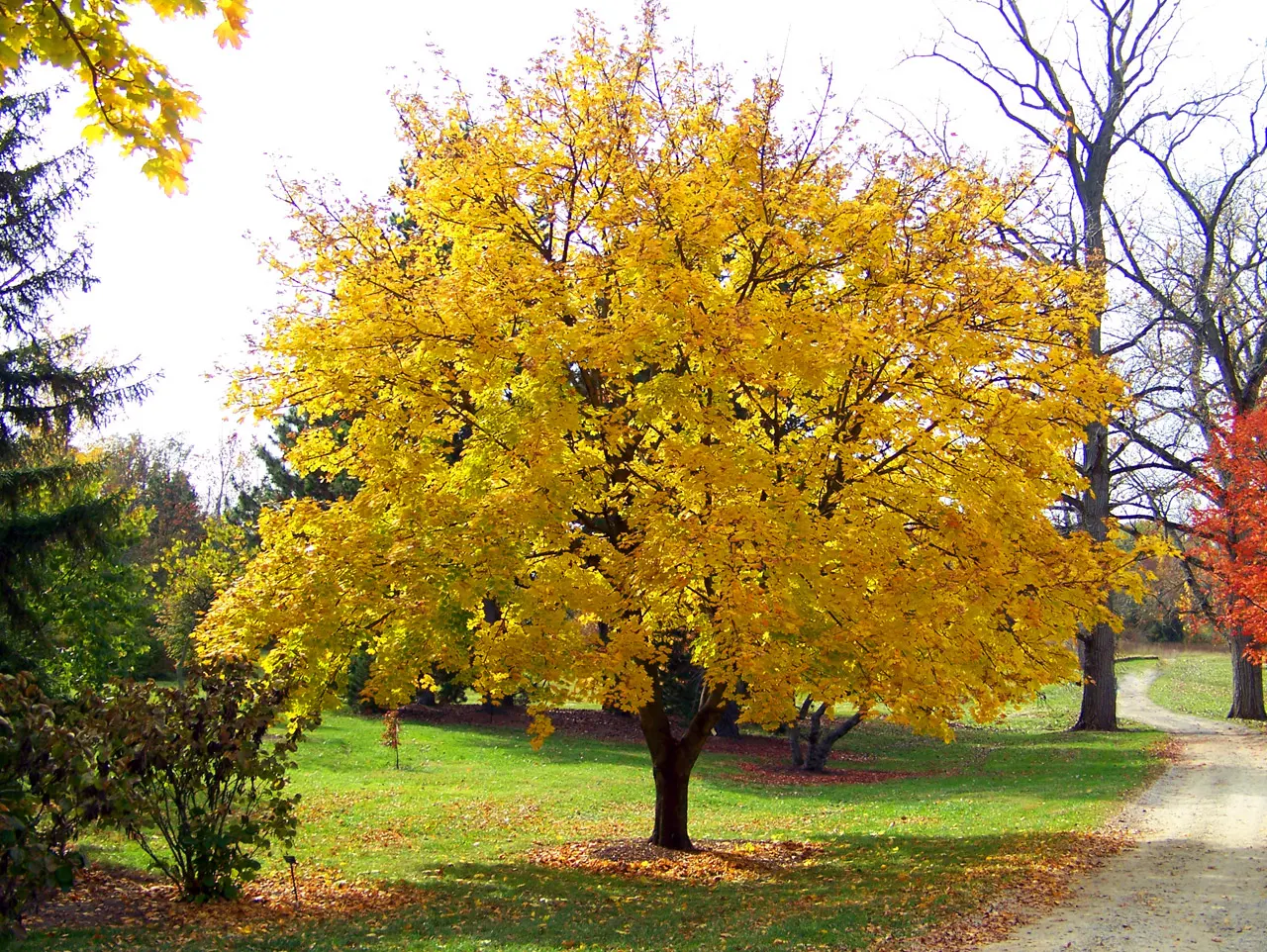 David's Maple (Acer Davidii) — Prefers partial to full sun