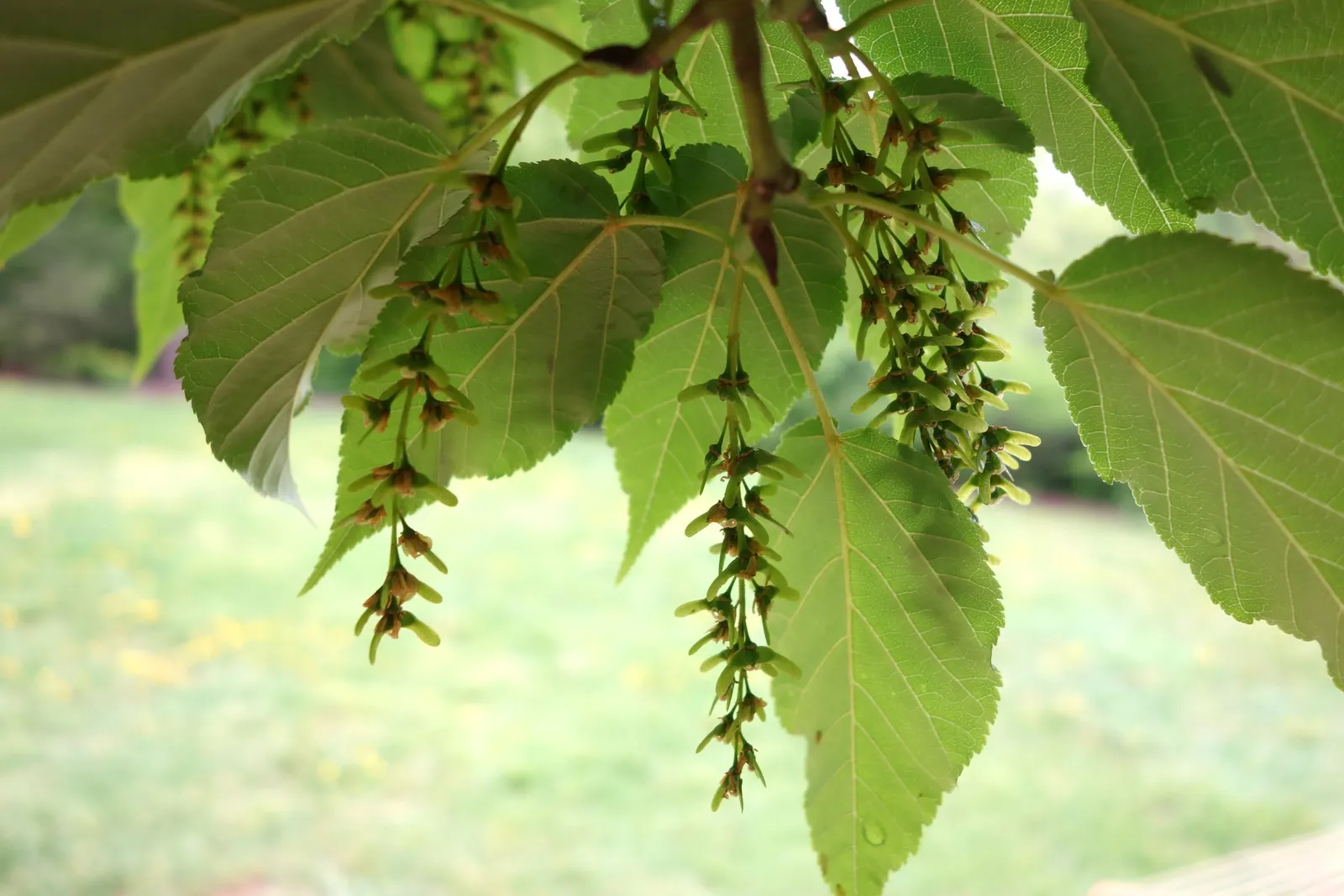 David's Maple (Acer Davidii) — yielding to scarlet and yellow hues in fall; green-striped bark and elegant