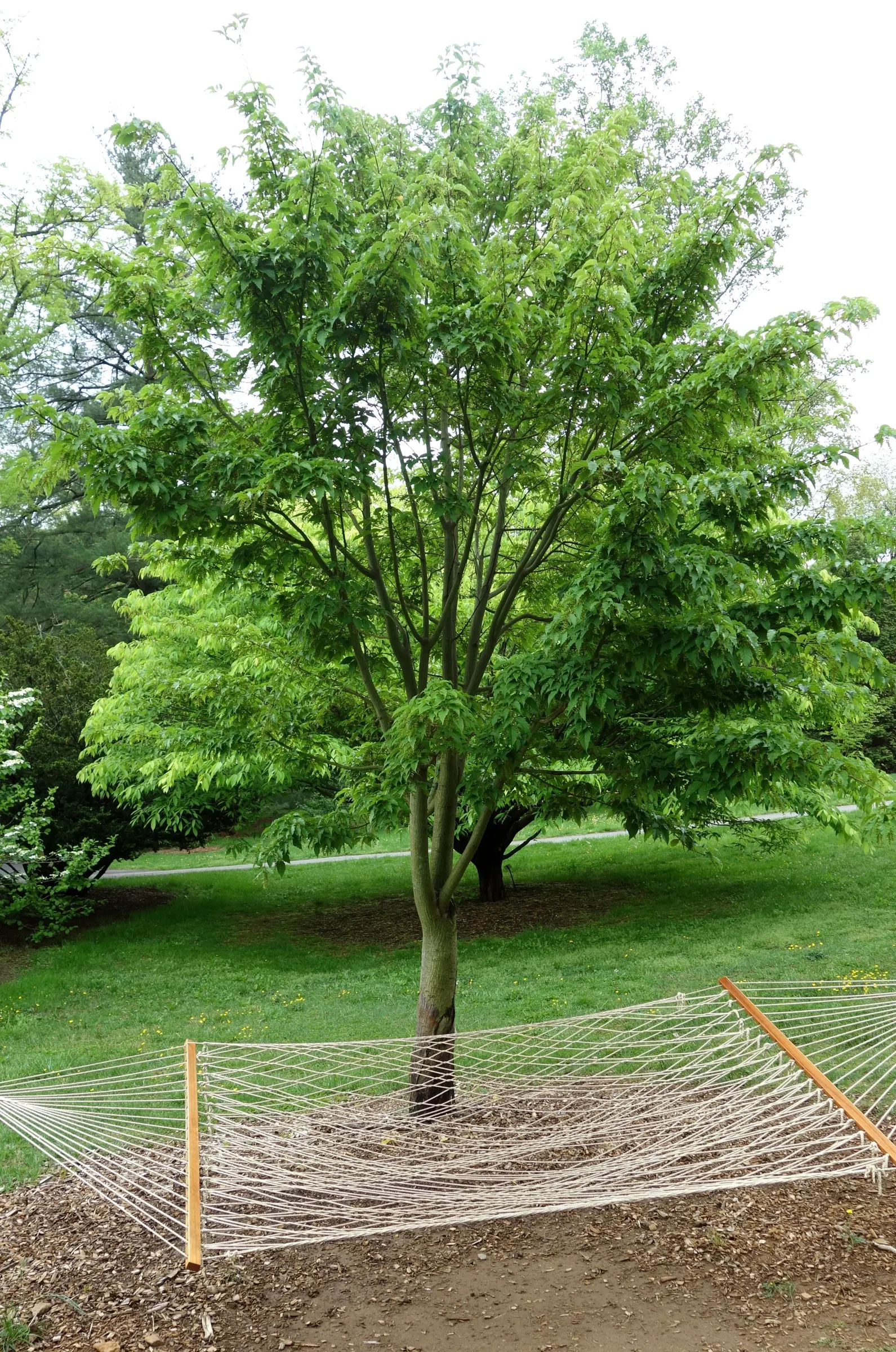 David's Maple (Acer Davidii) — small yellow flowers emerge