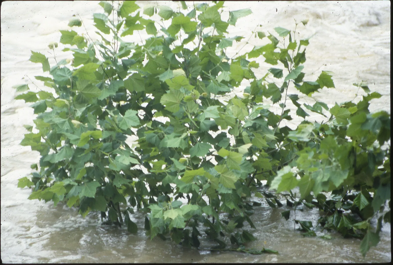 David's Maple (Acer Davidii) — Named after Father Armand David; low-maintenance and pest-resistant