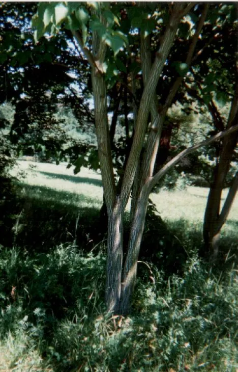 David's Maple (Acer Davidii) — small yellow flowers emerge; followed by inconspicuous flowers