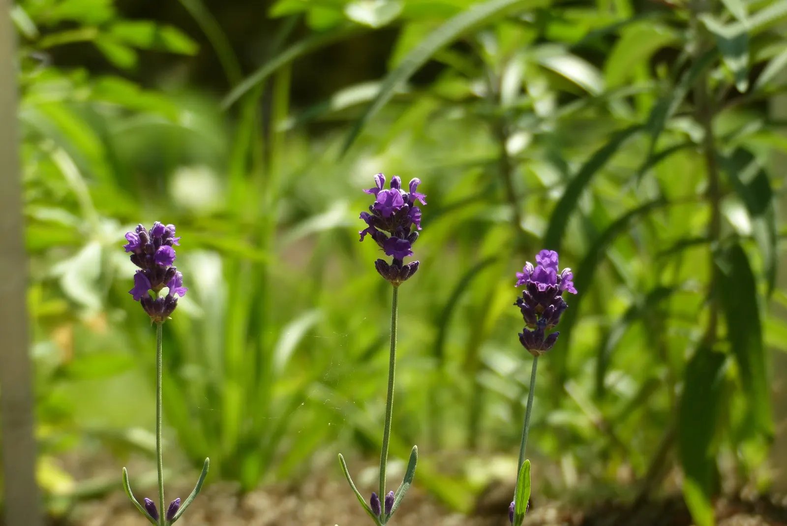 Lavance Purple English Lavender (Lavandula Angustifolia 'Lavance Purple') — Admired for its vibrant purple blooms and fragrant foliage