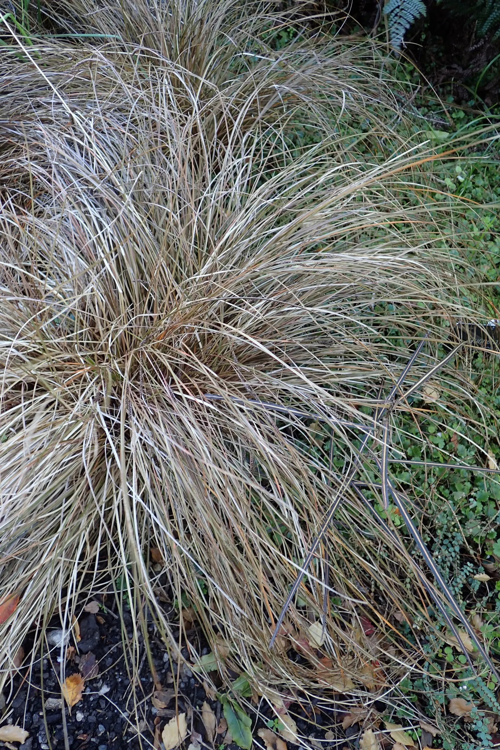 Weeping Brown Sedge (Carex Flagellifera) — is a hardy ornamental grass featuring fine-textured