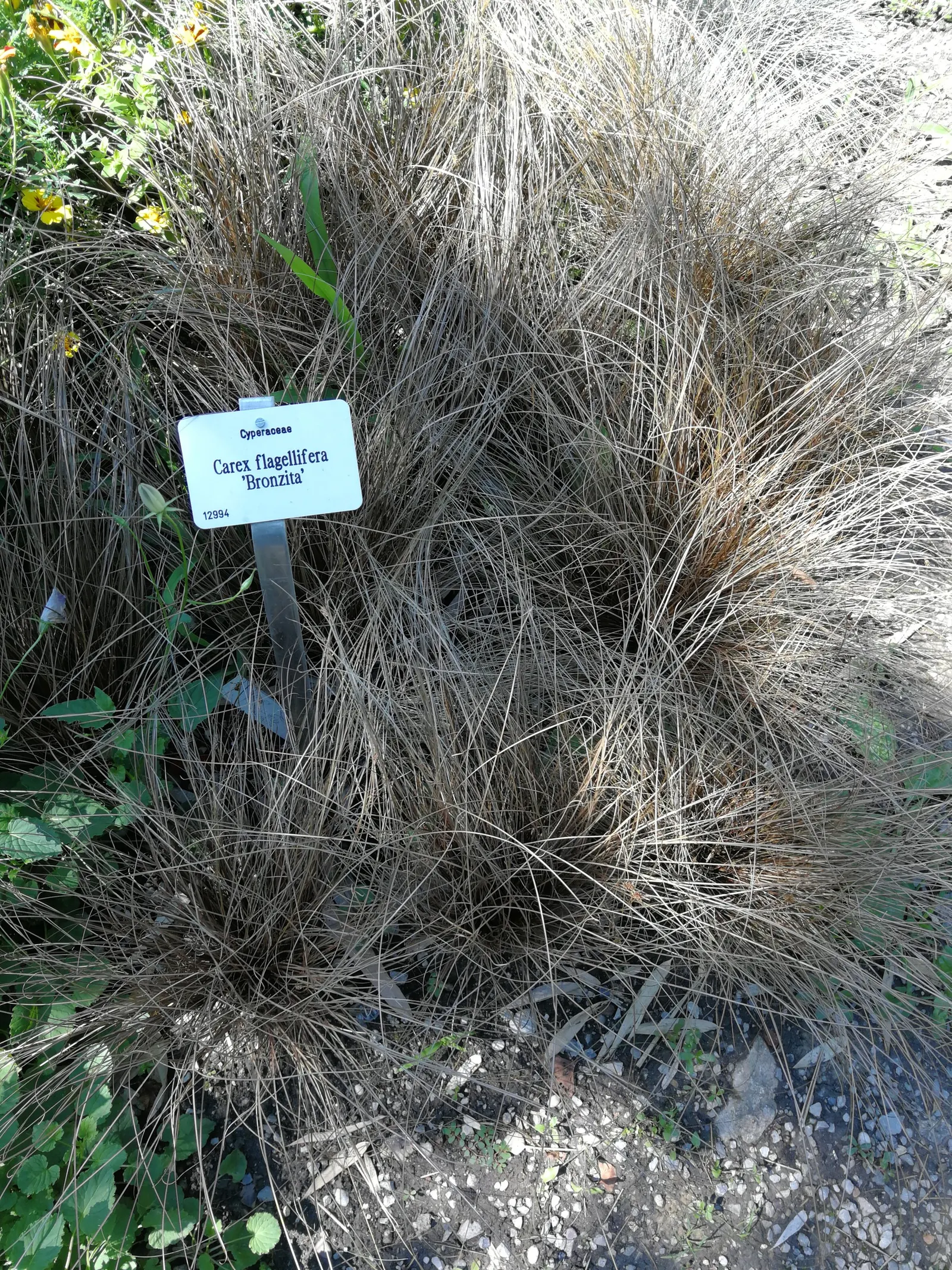Weeping Brown Sedge (Carex Flagellifera) — arching bronze-red foliage