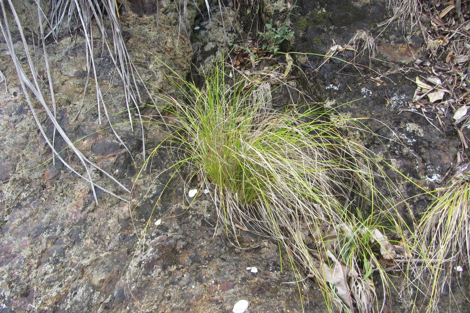 Weeping Brown Sedge (Carex Flagellifera) — This perennial thrives in USDA zones 7-10