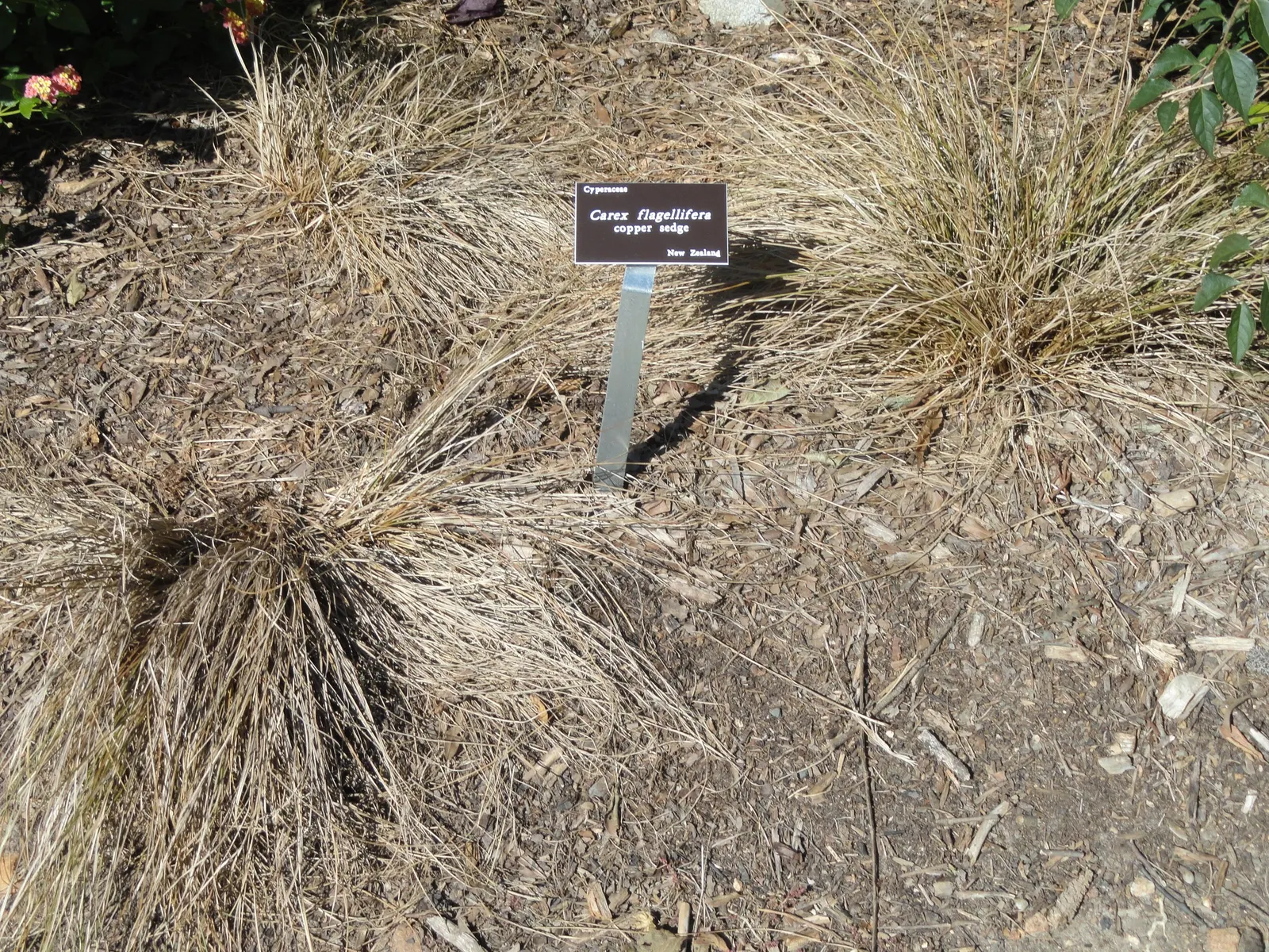 Weeping Brown Sedge (Carex Flagellifera) — it exhibits a fountain-like form