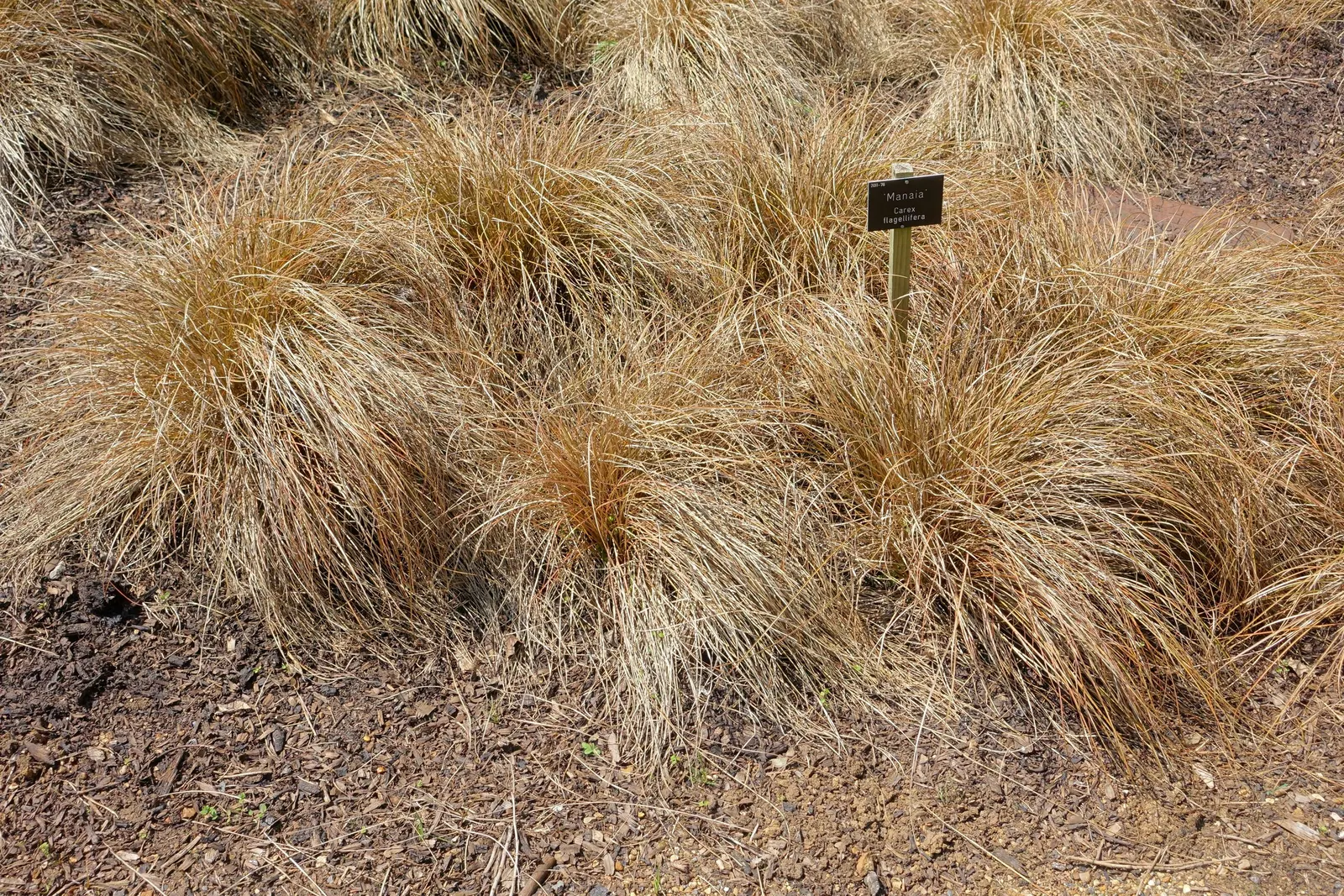 Weeping Brown Sedge (Carex Flagellifera) — Growing 18-24 inches tall and wide