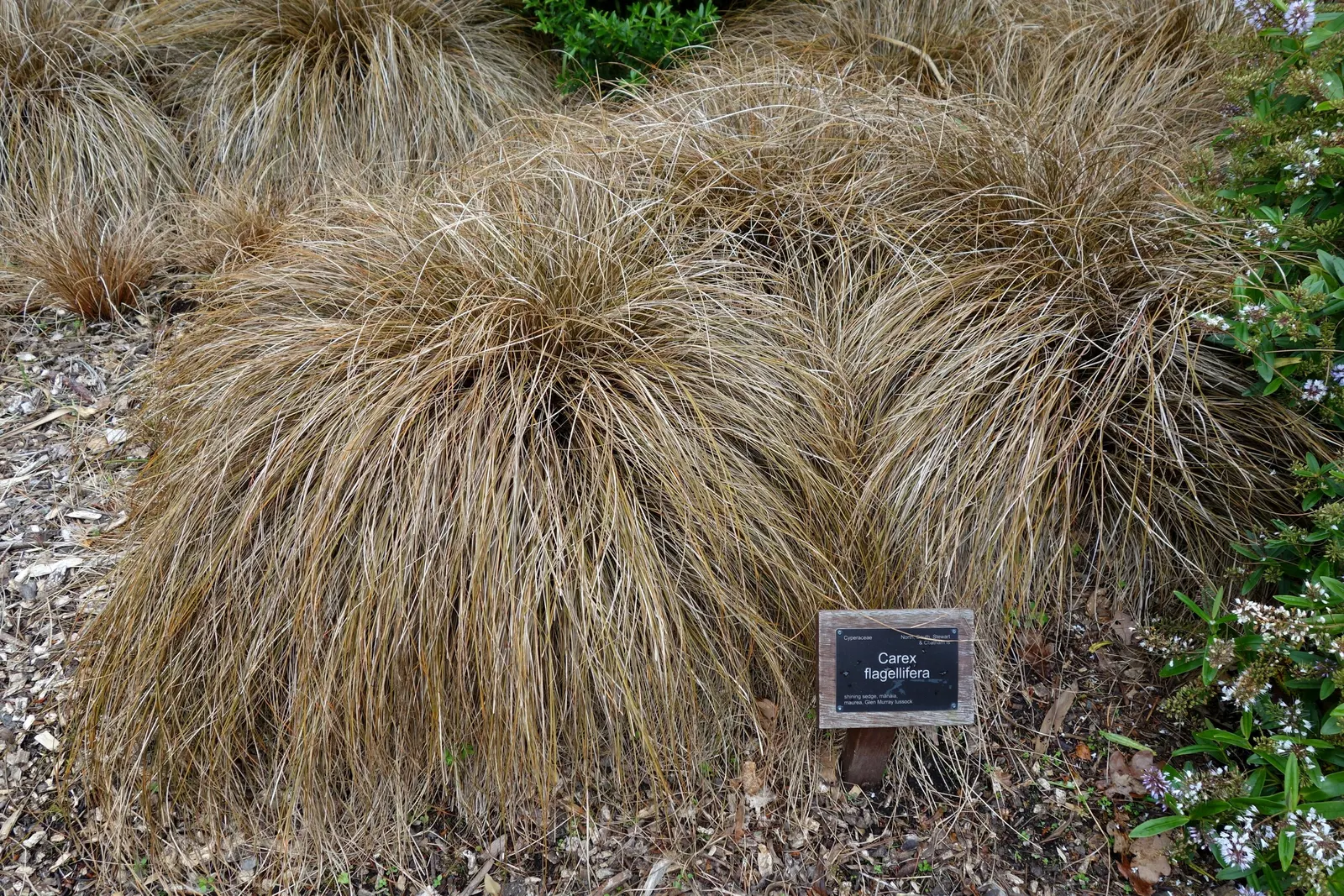 Weeping Brown Sedge (Carex Flagellifera) — perfect for adding soft contrast in borders
