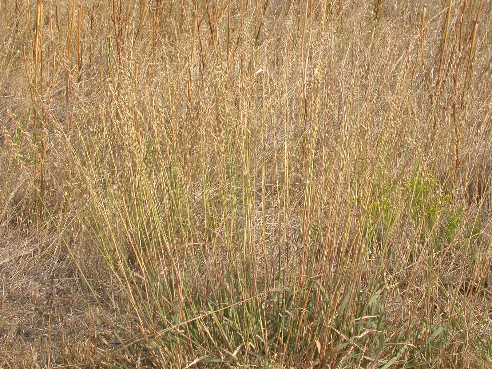 Side Oats Grama (Bouteloua Curtipendula) — this ornamental grass adds a fine-textured