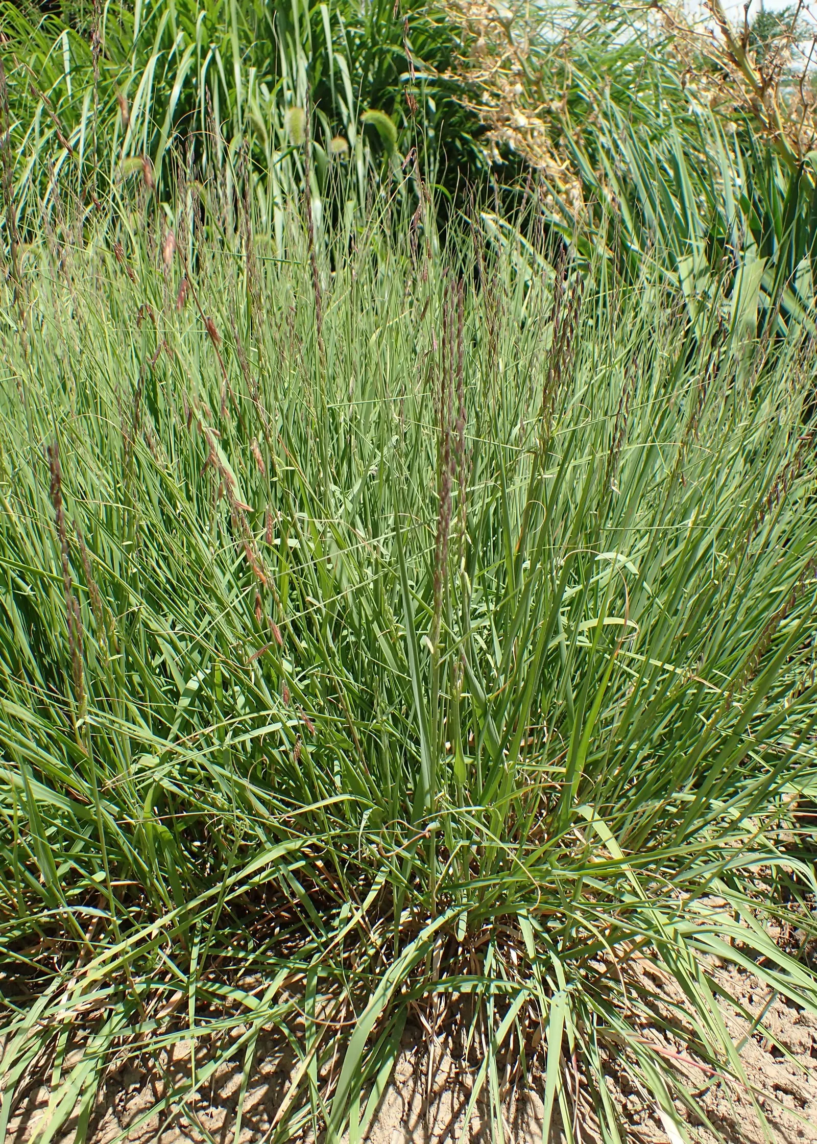 Side Oats Grama (Bouteloua Curtipendula) — With a deep and extensive root system, it can also help control erosion on slopes or banks