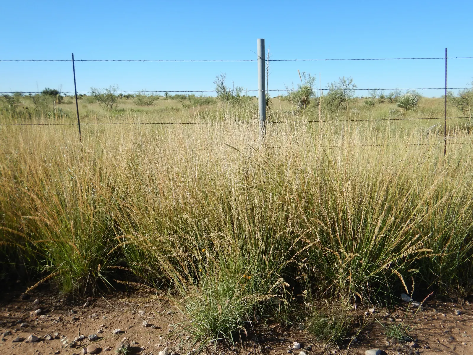 Side Oats Grama (Bouteloua Curtipendula) — Recognized by distinctive; or as part of a drought-resistant meadow garden
