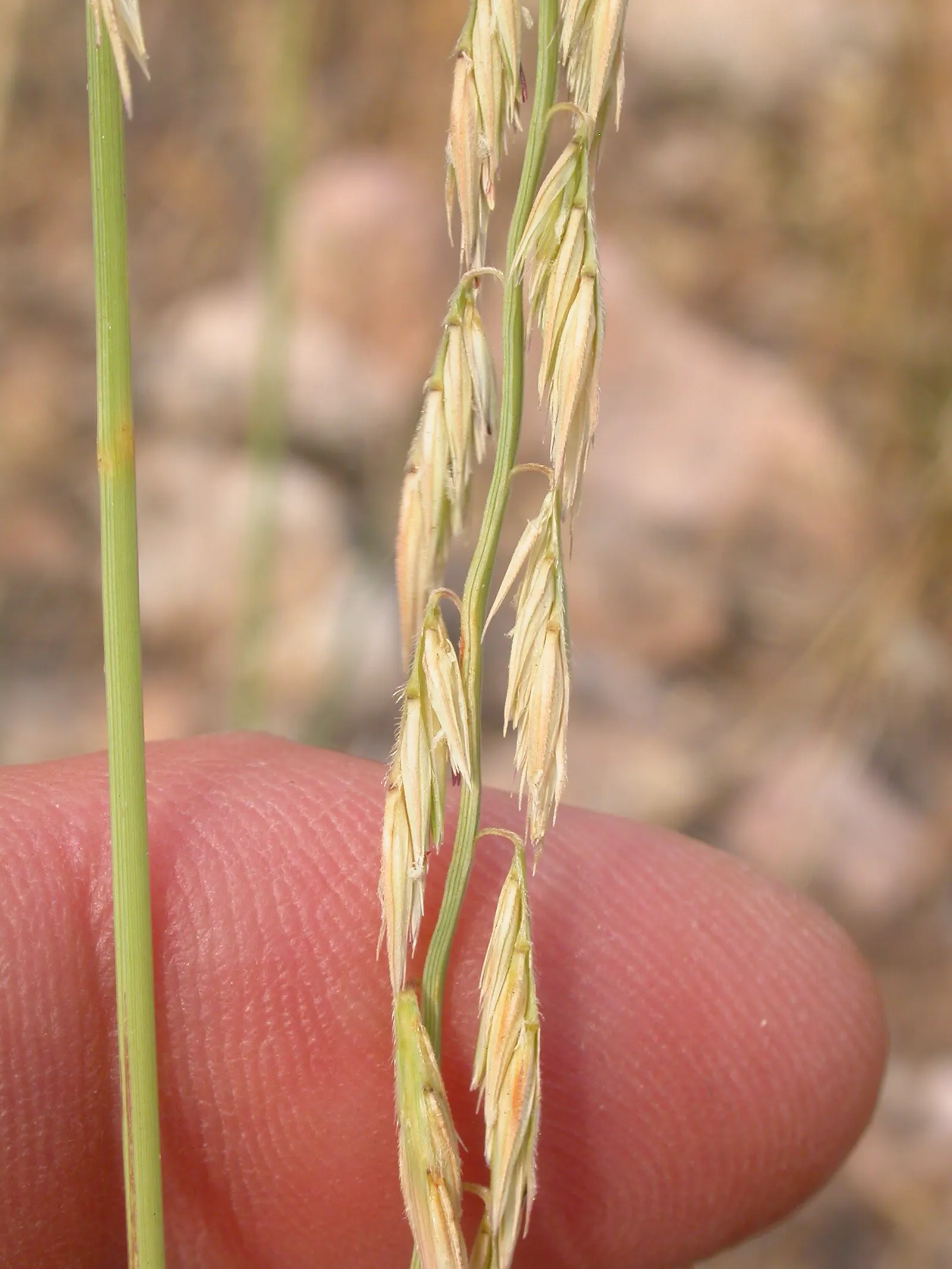 Side Oats Grama (Bouteloua Curtipendula) — This grass is not only ornamental but also offers habitat value