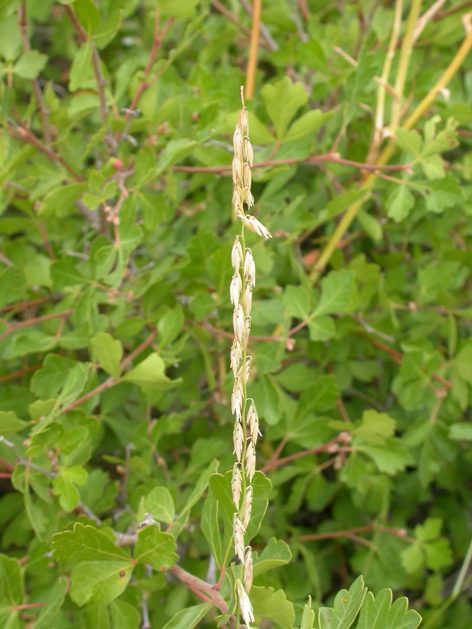 Side Oats Grama (Bouteloua Curtipendula) — stands 2-3 feet tall with a spread of 1-2 feet; it prefers full sun exposure but can tolerate light shade