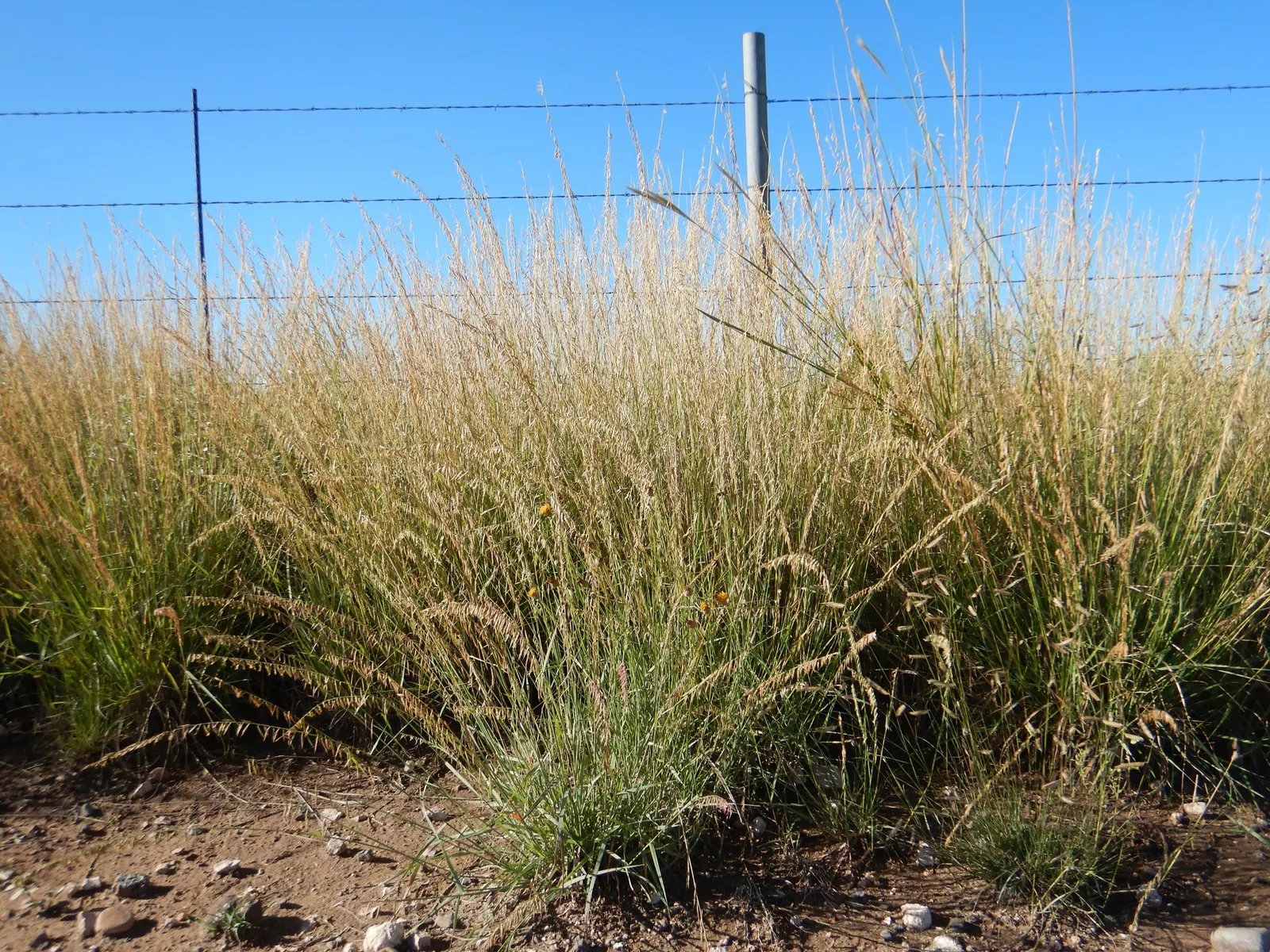 Side Oats Grama (Bouteloua Curtipendula) — blue-green foliage turns a striking golden-brown in the fall