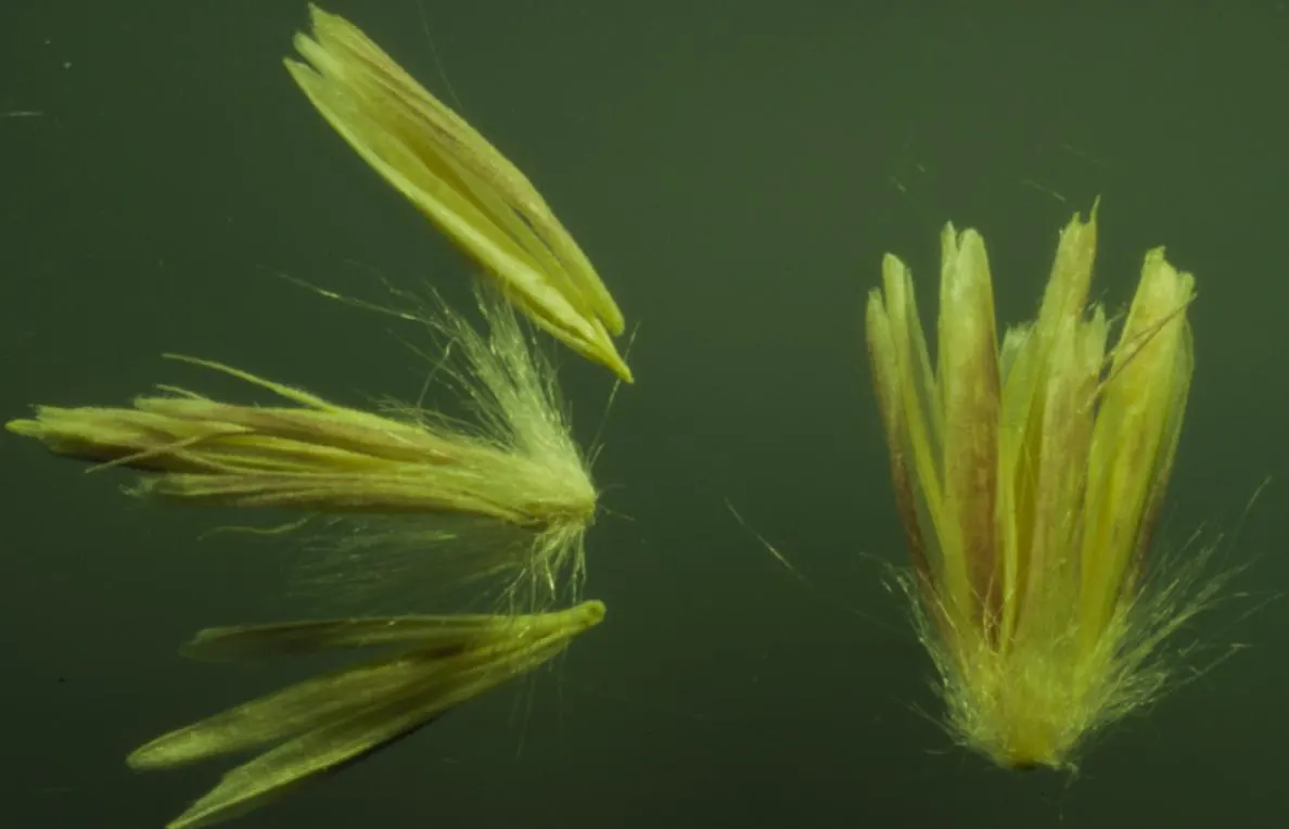 Side Oats Grama (Bouteloua Curtipendula) — oat-like seed spikes dangling along one side of its stems