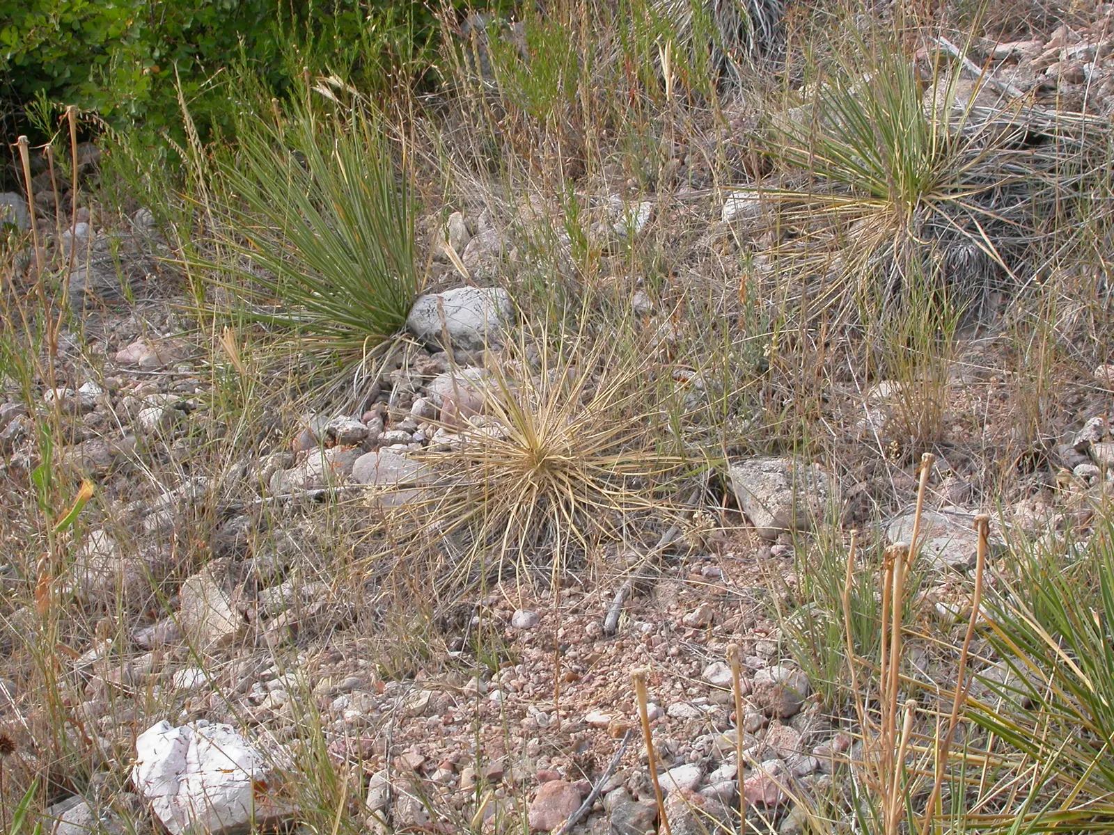 Side Oats Grama (Bouteloua Curtipendula) — Drought tolerant and adaptable; this perennial grass stands approximately 2 to 3 feet tall at maturity