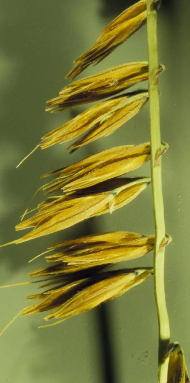 Side Oats Grama (Bouteloua Curtipendula) — a perennial North American native grass