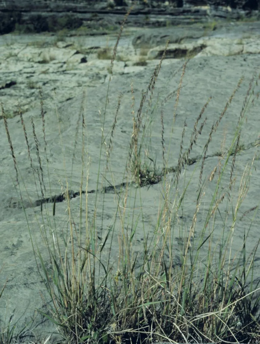 Side Oats Grama (Bouteloua Curtipendula) — Drought tolerant and adaptable