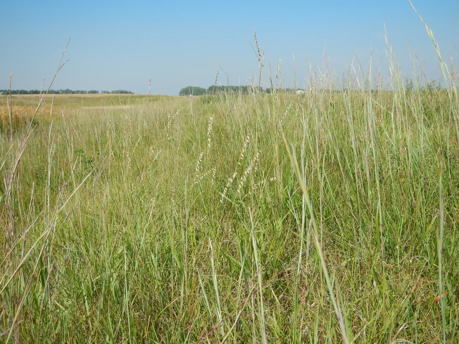 Side Oats Grama (Bouteloua Curtipendula) — During mid-summer to fall