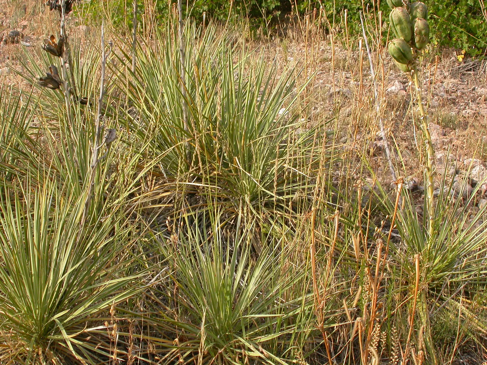 Side Oats Grama (Bouteloua Curtipendula) — or as part of a drought-resistant meadow garden