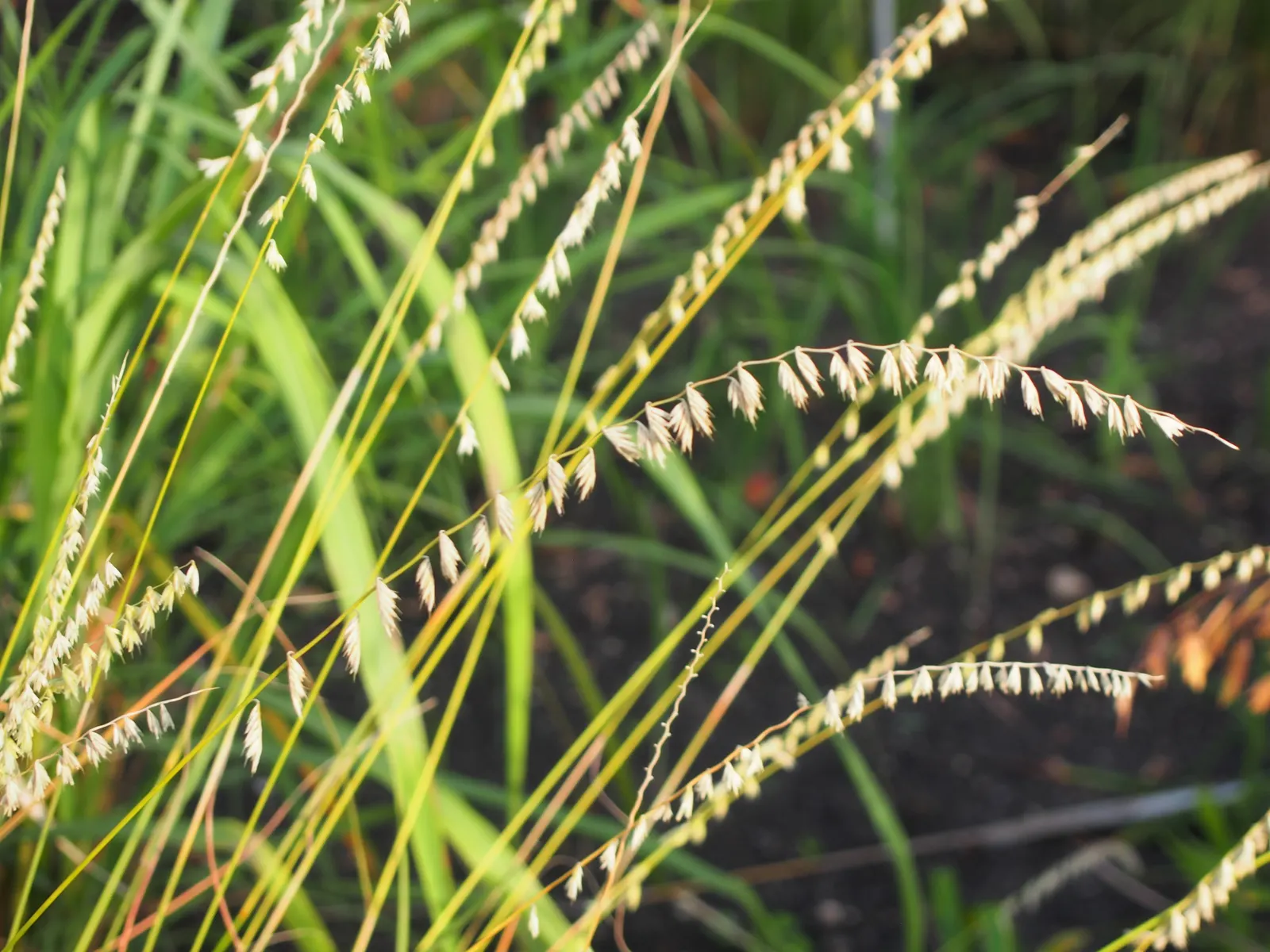 Side Oats Grama (Bouteloua Curtipendula) — It prefers full sun exposure but can tolerate light shade
