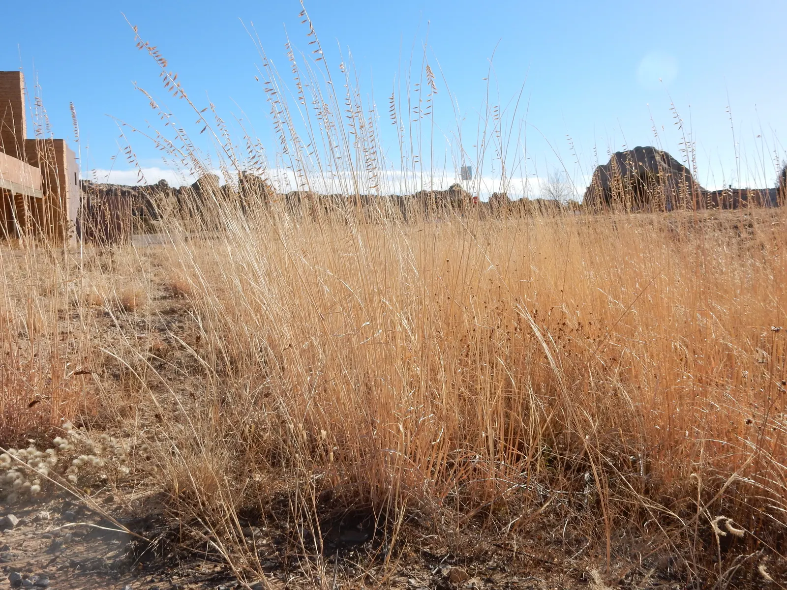 Side Oats Grama (Bouteloua Curtipendula) — this ornamental grass adds a fine-textured; providing year-round visual interest